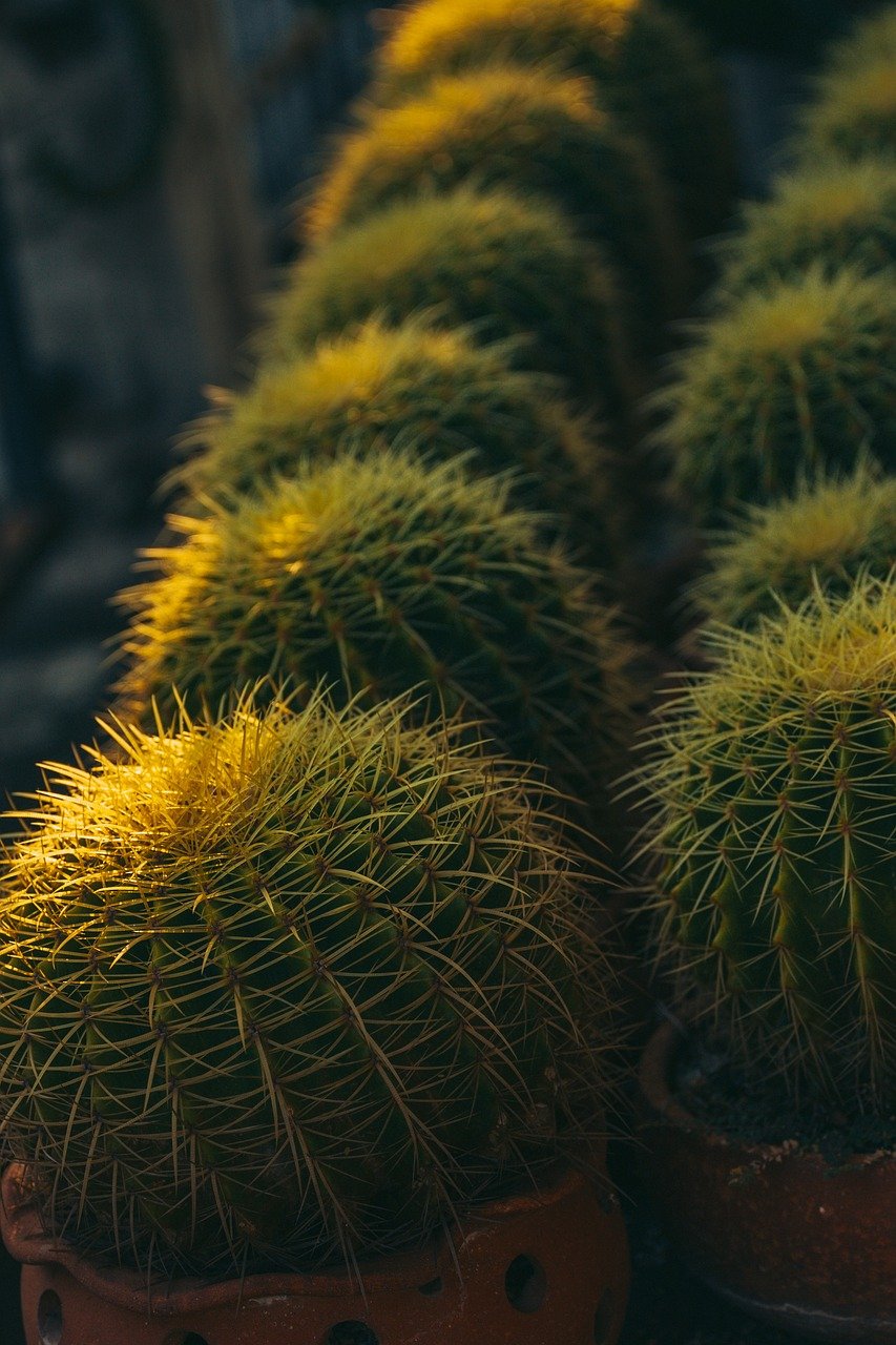 cactus, succulent, plant-8563909.jpg