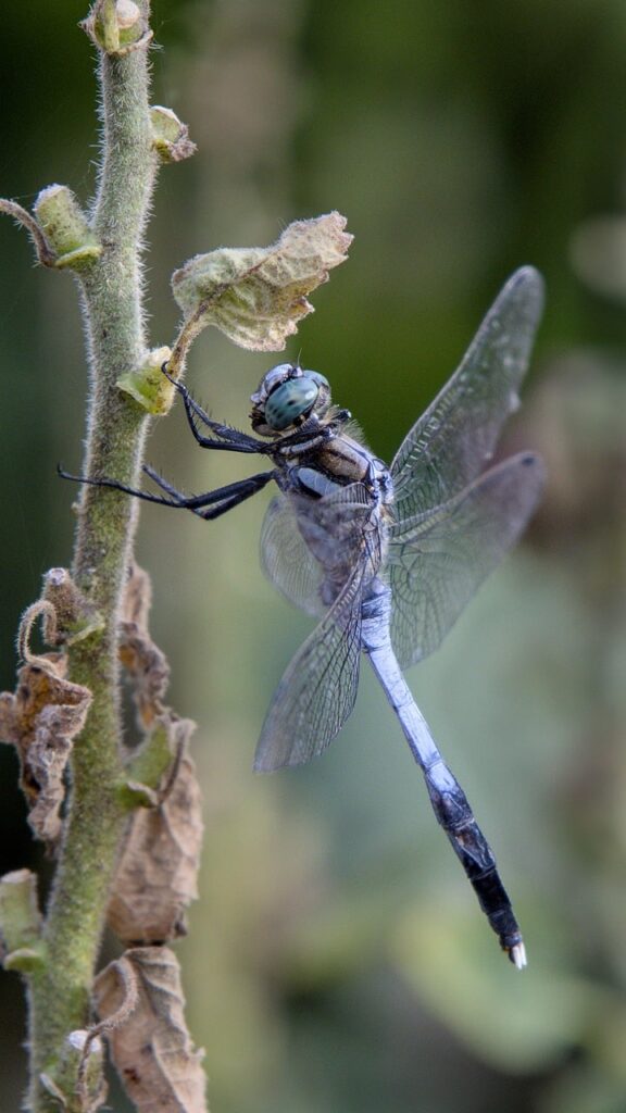 dragonfly, insect, branch-8200024.jpg