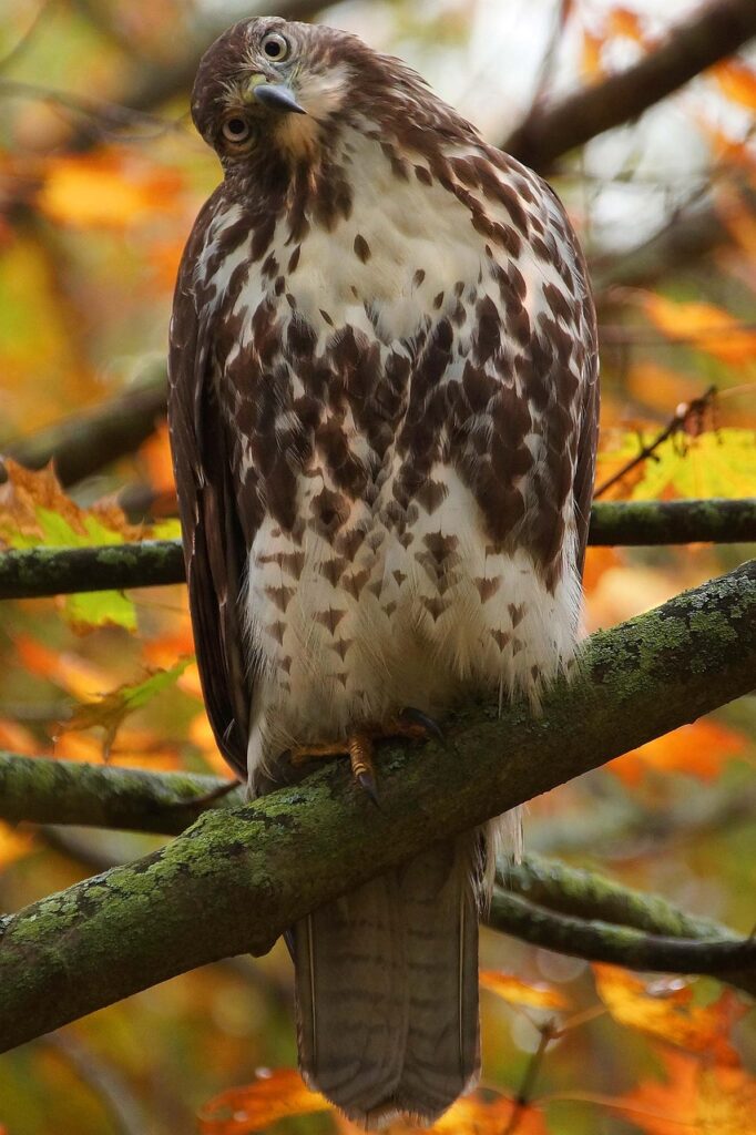 hawk, red tail hawk, nature-679771.jpg